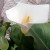 1_Zantedeschia aethiopica