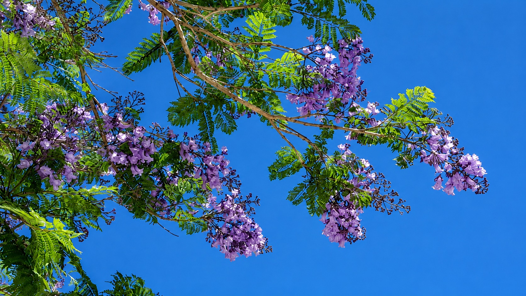 01_Jacaranda mimosifolia