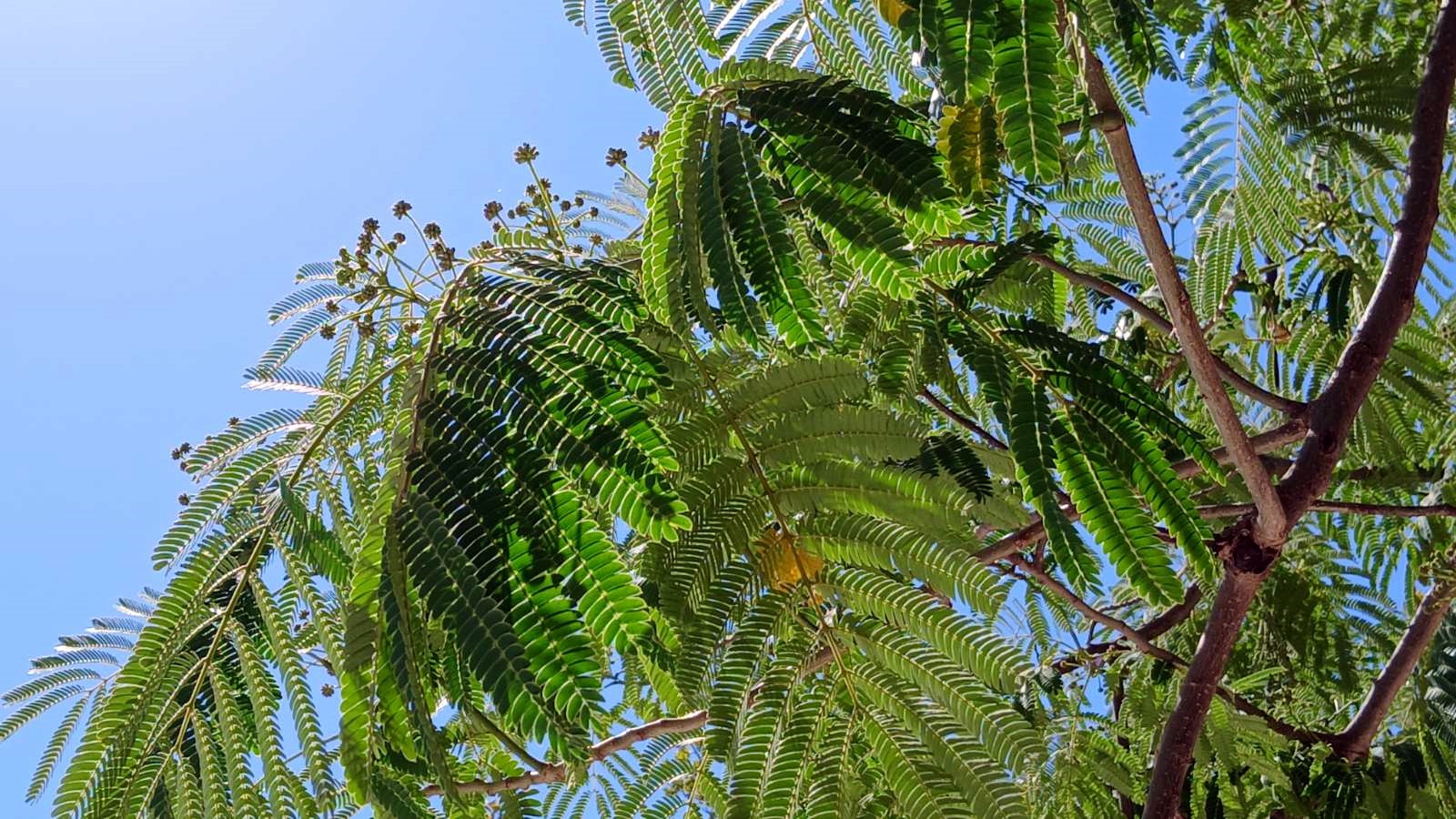 02_Jacaranda mimosifolia