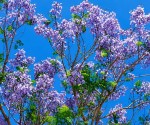 03_Jacaranda mimosifolia