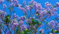 03_Jacaranda mimosifolia
