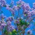 03_Jacaranda mimosifolia