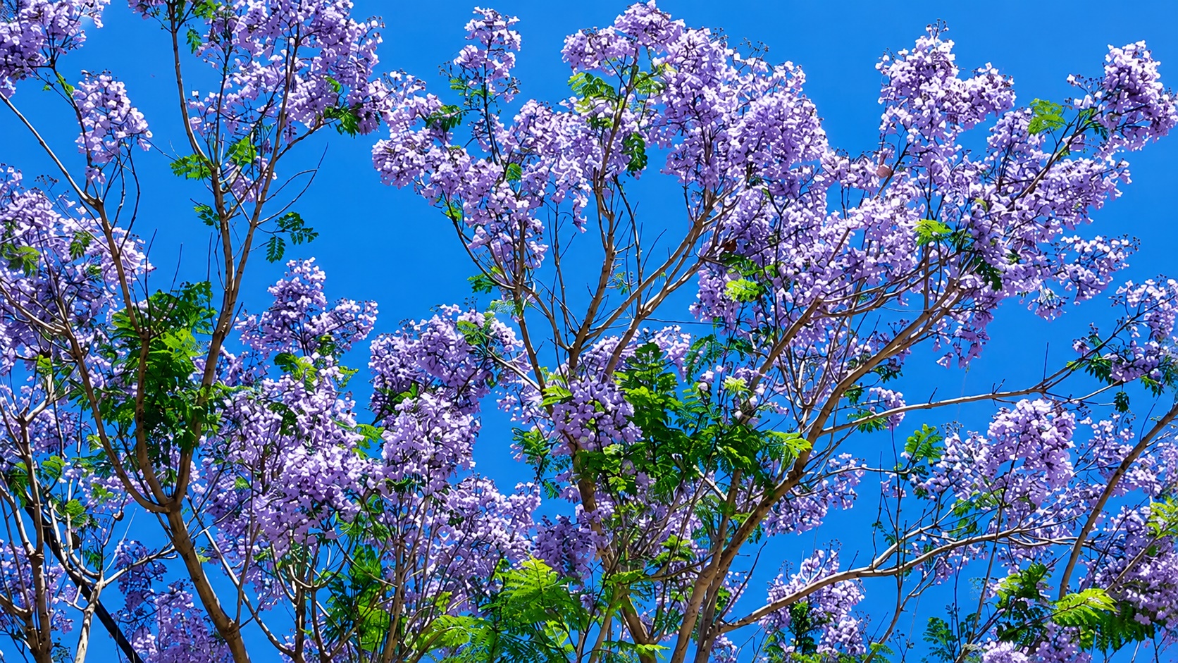 03_Jacaranda mimosifolia