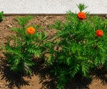 1_diaxoristiki_nisida_Nikiana
