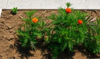 1_diaxoristiki_nisida_Nikiana