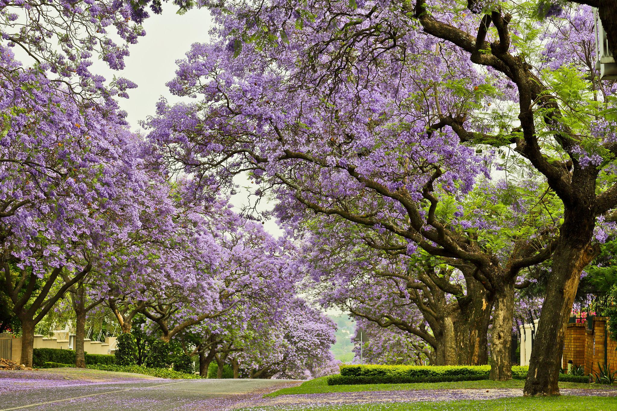 jaracanda_pretoria