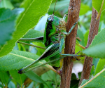 prasini_akrida