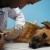 stirosi 2