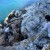 NenaPantheraCaveEndof-October20Season-small