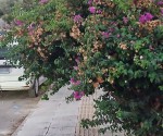 1_πεζοδρομιο_λιμνι