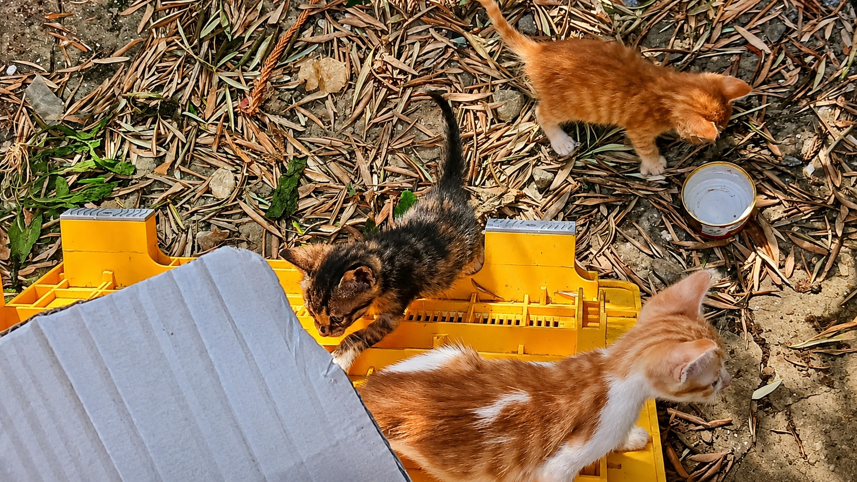 2_egkatalipsi_gation_nikiana