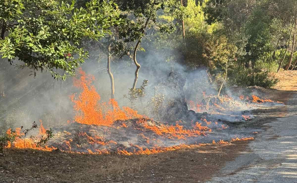 kalamos