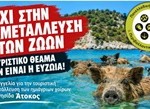 αφισα αγριογουρουνα ΑΤΟΚΟΣ 2