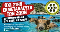 αφισα αγριογουρουνα ΑΤΟΚΟΣ 2