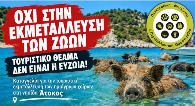 αφισα αγριογουρουνα ΑΤΟΚΟΣ