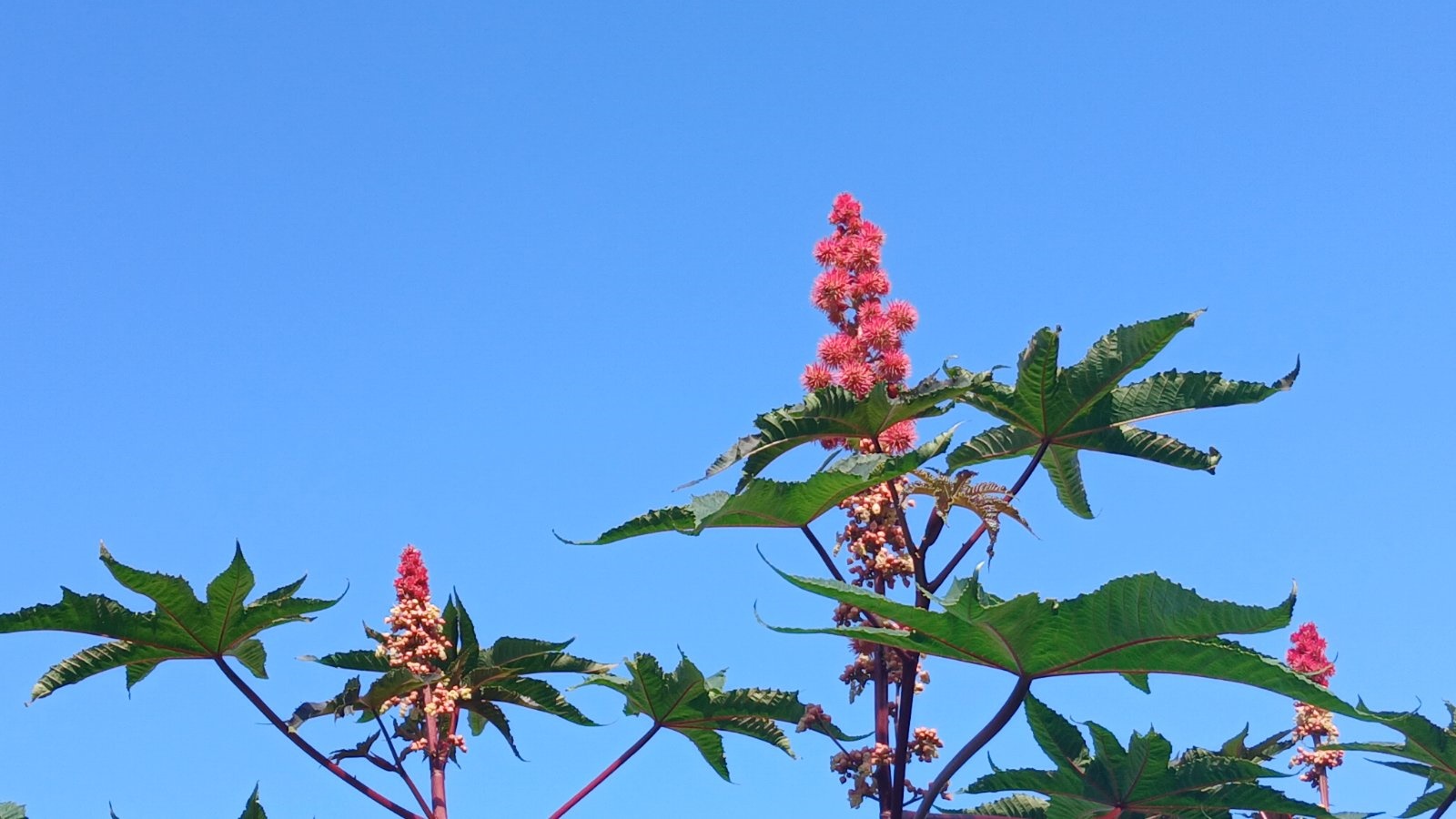 01_Ricinus communis