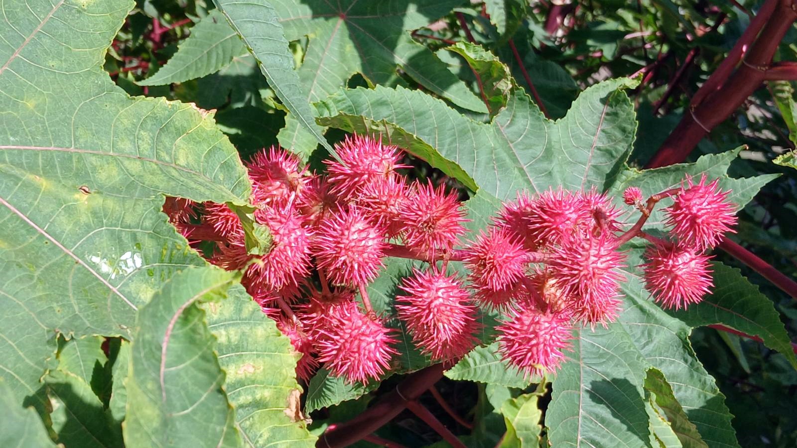 02_Ricinus communis