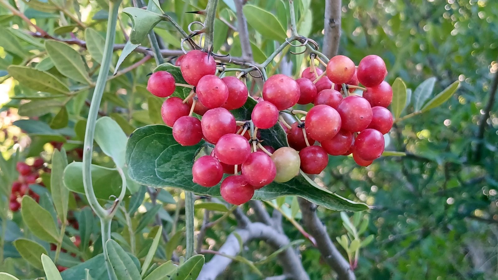 4_rousklo