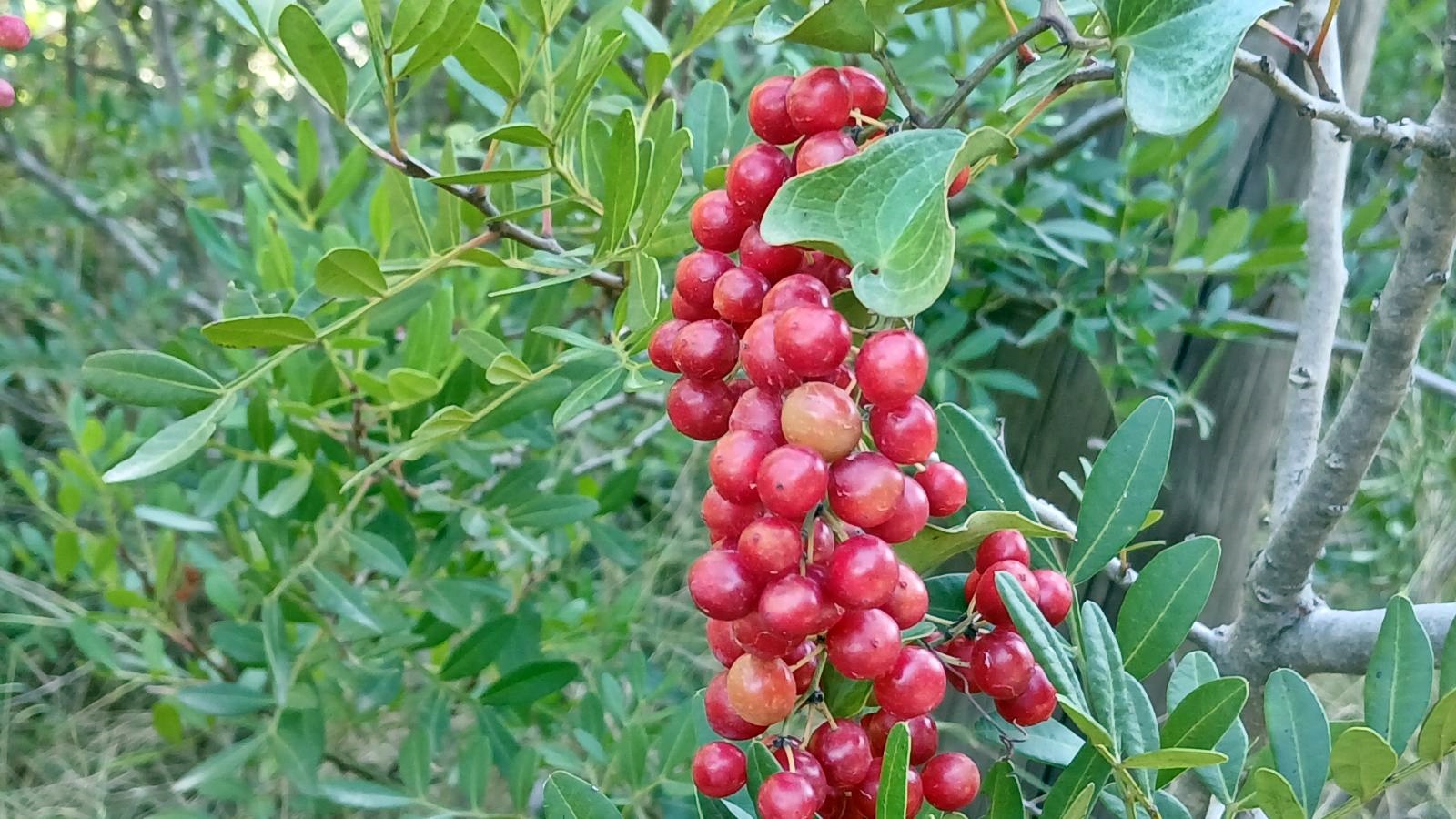5_rousklo