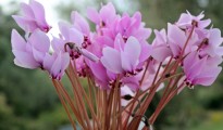 kyklamina